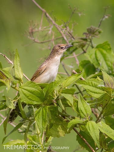 Bristled Grassbird