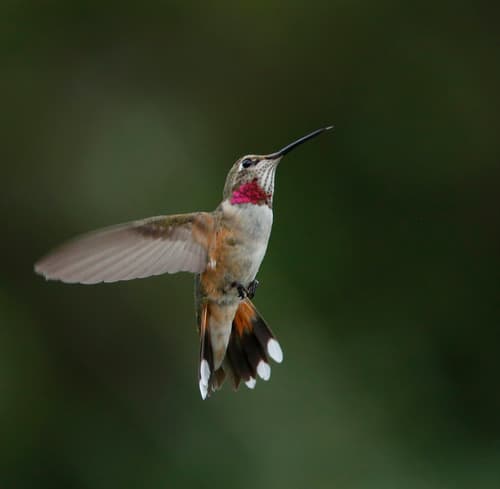 Broad-tailed Hummingbird