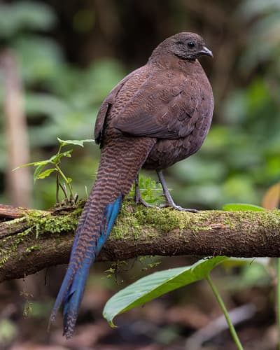 Bronze-tailed Peacock-Pheasant