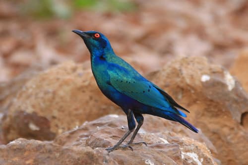 Bronze-tailed Starling