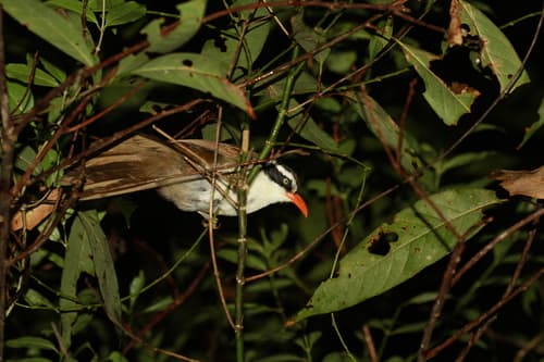Brown-backed Scimitar-Babbler