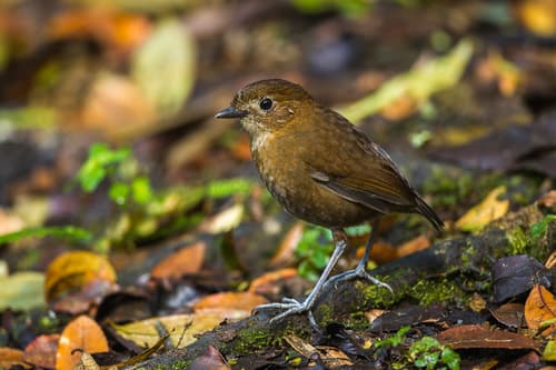Brown-banded Antpitta