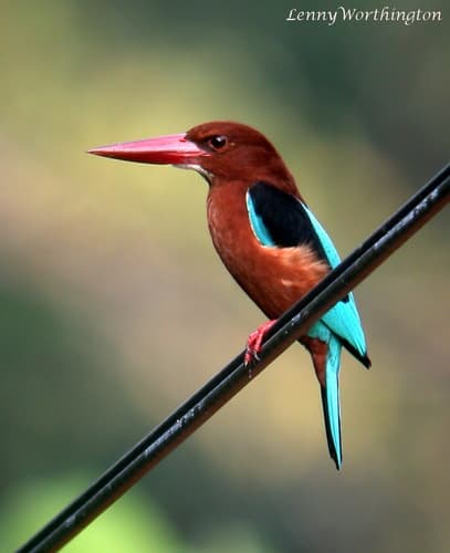 Brown-breasted Kingfisher