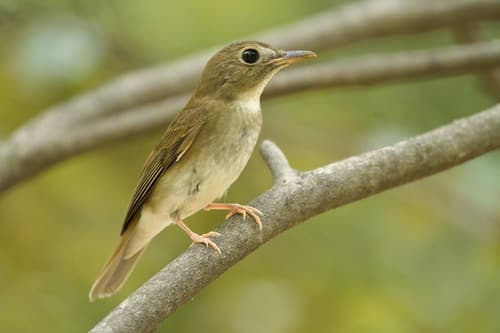 Brown-chested Jungle Flycatcher