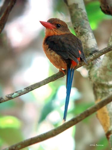 Brown-headed Paradise Kingfisher
