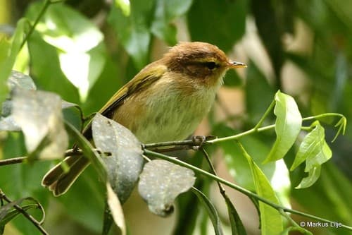 Brown Woodland-Warbler