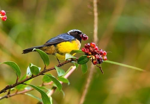 Buff-banded Mountain Tanager