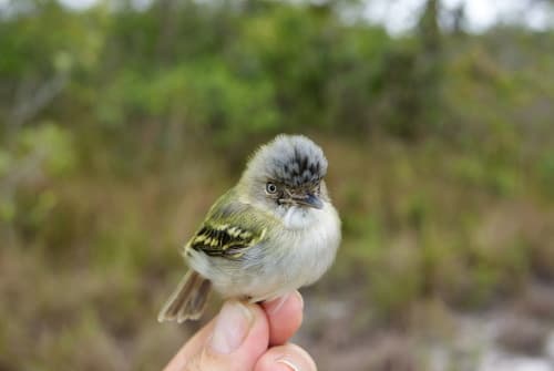 Buff-cheeked Tody-Flycatcher