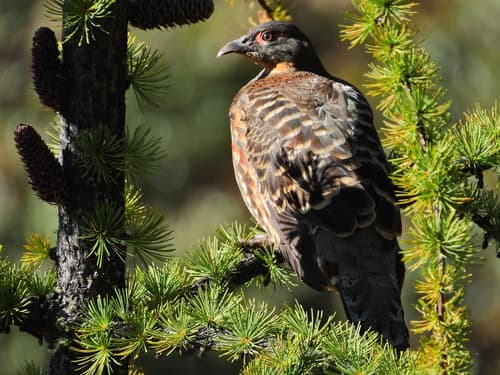 Buff-throated Monal-Partridge