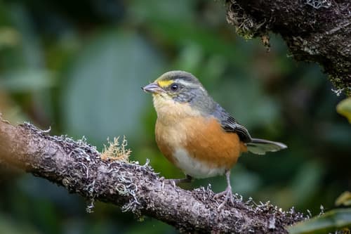 Buff-throated Warbling-Finch