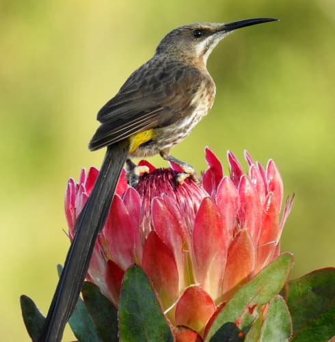 Cape Sugarbird