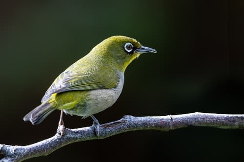 Cape White-eye