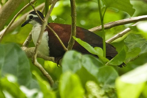 Caroline Islands Ground Dove