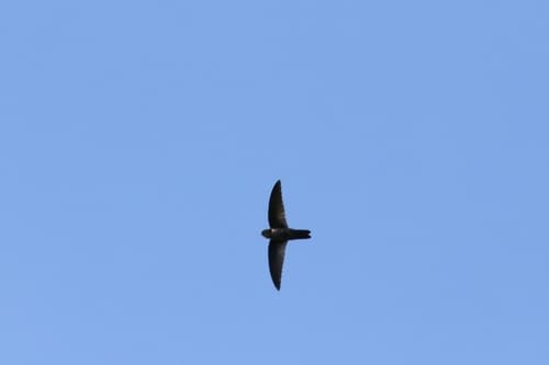 Caroline Islands Swiftlet