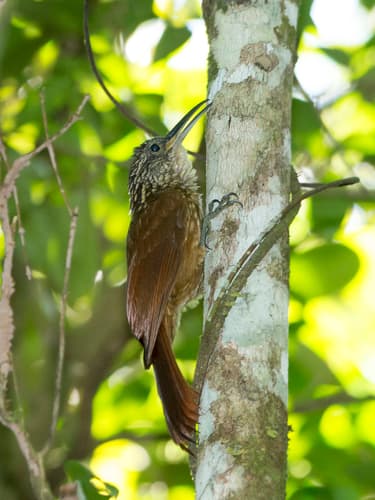 Ceara Woodcreeper