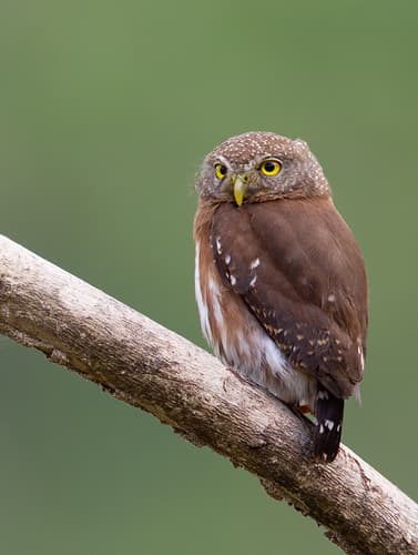 Central American Pygmy-Owl