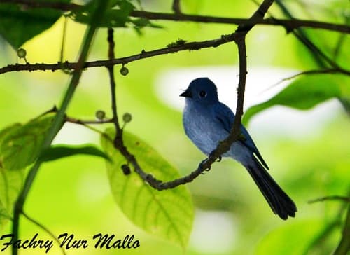 Cerulean Paradise-Flycatcher