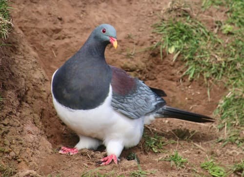 Chatham Islands Pigeon