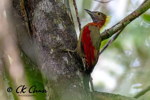 Checker-throated Woodpecker