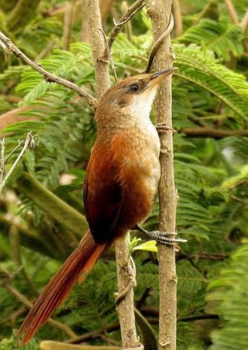 Chestnut-backed Thornbird
