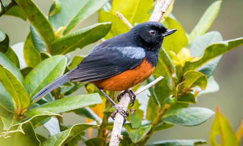Chestnut-bellied Flowerpiercer