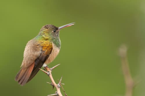 Chestnut-bellied Hummingbird