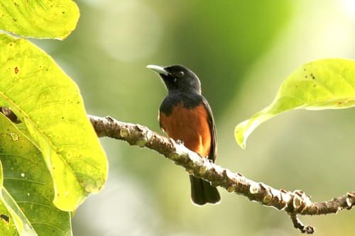 Chestnut-bellied Monarch