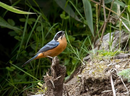Chestnut-bellied Mountain-Tanager