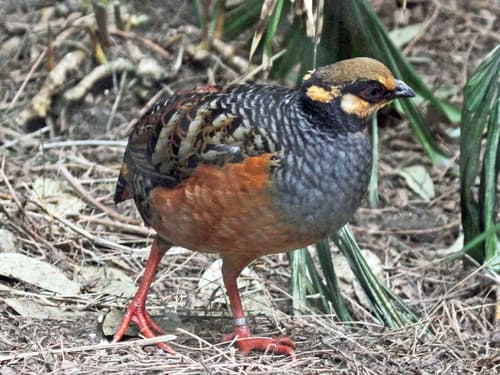 Chestnut-bellied Partridge