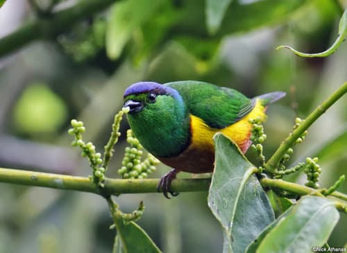 Chestnut-breasted Chlorophonia