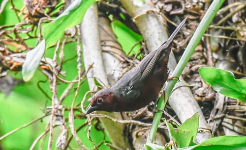 Chestnut-breasted Nigrita