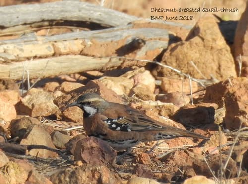 Chestnut-breasted Quailthrush