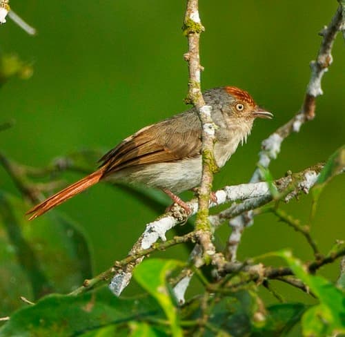 Chestnut-capped Flycatcher