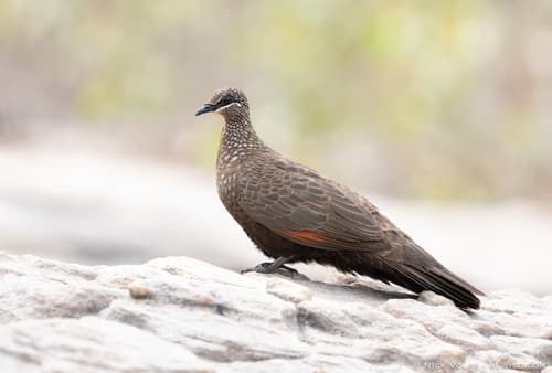 Chestnut-quilled Rock Pigeon
