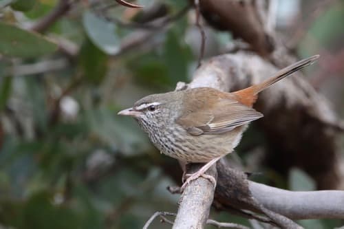 Chestnut-rumped Heathwren