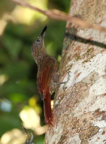 Chestnut-rumped Woodcreeper