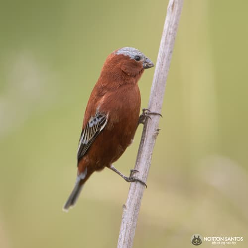 Chestnut Seedeater
