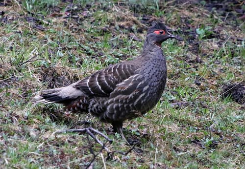 Chestnut-throated Monal-Partridge