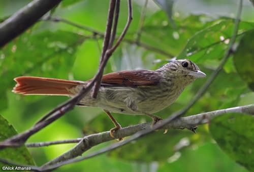 Chestnut-winged Hookbill