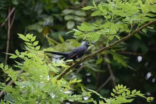 Chestnut-winged Starling