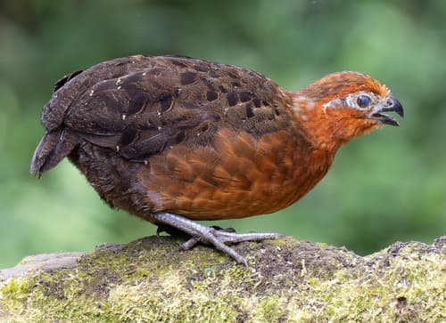Chestnut Wood-Quail