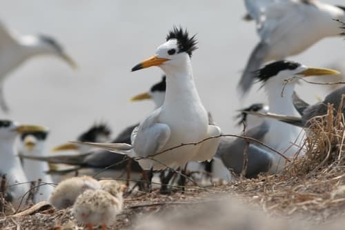 Chinese Crested Tern