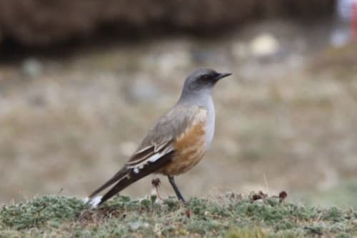 Chocolate-vented Tyrant