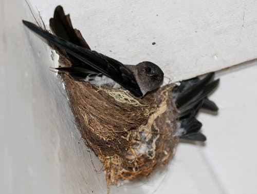 Christmas Island Swiftlet