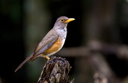 Christmas island-thrush
