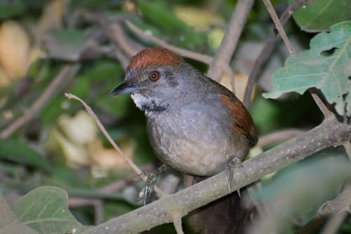 Cinereous-breasted Spinetail