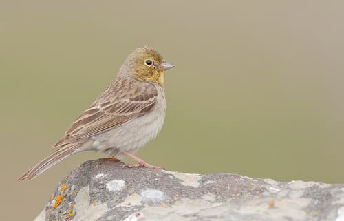 Cinereous Bunting