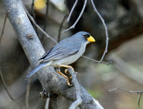 Cinereous Finch