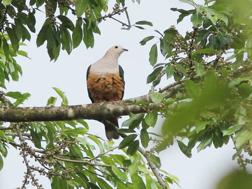 Cinnamon-bellied Imperial Pigeon
