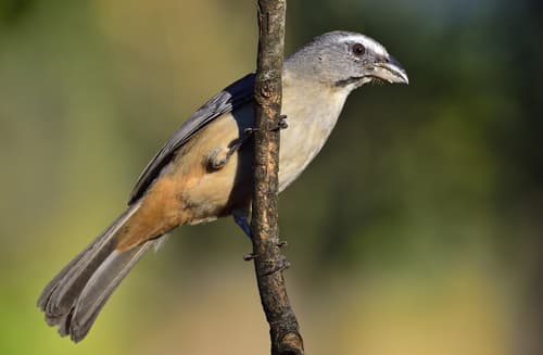 Cinnamon-bellied Saltator